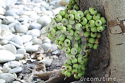 Cluster of figs in the tree (Ficus racemosa) Stock Photo