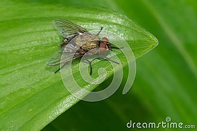 Cluster Fly - Genus Pollenia Stock Photo