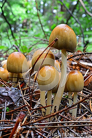 Cluster of Glistening Inkcap mushrooms Stock Photo