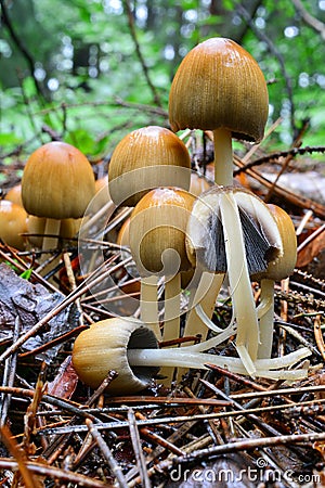 Cluster of Glistening Inkcap mushrooms, cross section in foreground Stock Photo