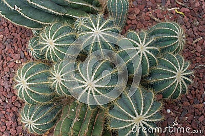 Cluster of golden barrel or mother-in-law cushion cacti Stock Photo