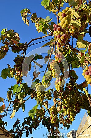 Cluster of grapes Stock Photo