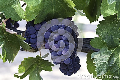 cluster of grapes Stock Photo