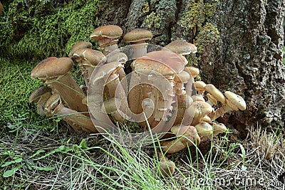 Cluster of Honey Fungus Armillaria Mellea at the base of a trunks in Etna Park Stock Photo