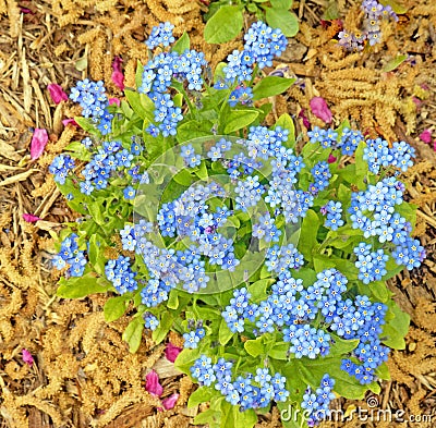 bunch of blue Myosotis or forget-me-nots, mouse's ear in Spring garden Stock Photo