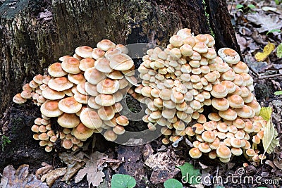 Cluster of many yellow wood-decay mushrooms growing on a stump in forest, poisonous fungus Sulphur Tuft - Hypholoma fasciculare, l Stock Photo