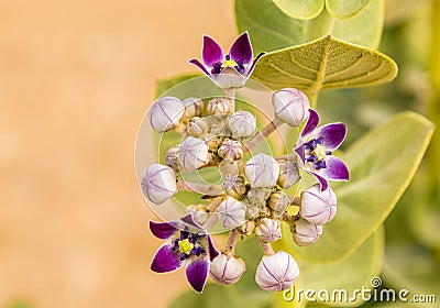 A cluster of Milkweed flowers start to bloom in the Thar desert in Rajasthan, India Stock Photo