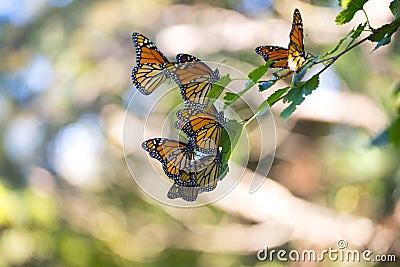 A Cluster of Monarch Butterflies on a Branch. Stock Photo