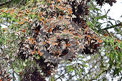 Cluster of Monarch butterflies on tree limbs at El Capulin Sanctuary Stock Photo