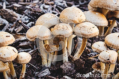 A cluster of Mulch Maids Leratiomyces percevalii mushrooms growing on the forest floor Stock Photo