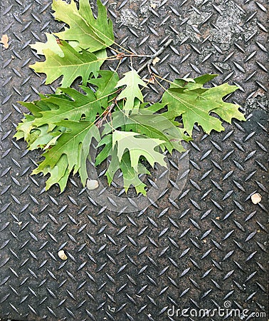 Oak Leaves on Metal Stock Photo