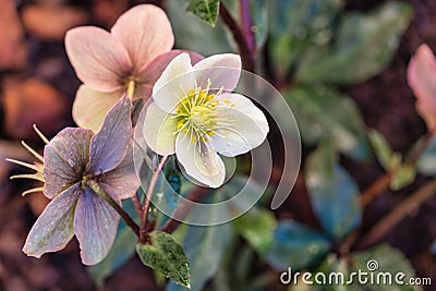 Cluster of pale pink hellebores in bloom Stock Photo