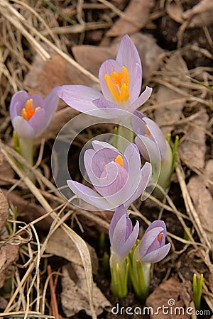 Cluster of pale purple crocus buds and blooms Stock Photo