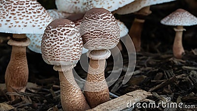 Cluster of Parasol Mushrooms Sprouting Up From the Ground Stock Photo