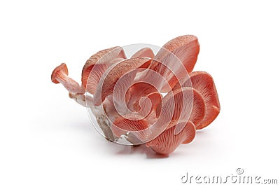 Cluster of pink oyster mushrooms Stock Photo