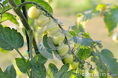 Cluster of Ripening Cherry Tomatoes Stock Photo