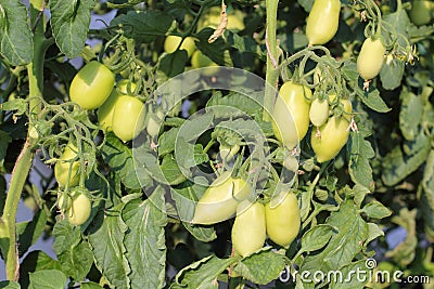 Cluster of Ripening Tomatoes Stock Photo