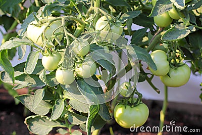 Cluster of Ripening Tomatoes Stock Photo