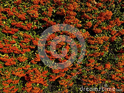 Cluster of rowan tree or firethorn orange berries during fall Stock Photo