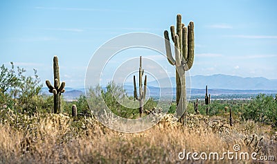 Cluster of Saguaro cactus in the desert landscape Stock Photo