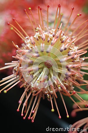 Pincushion red 7482 Stock Photo