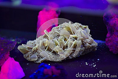 Cluster of sharp, bladed selenite crystals also known as gypsum flower or Desert rose. Fluorescent mineral under UV Stock Photo