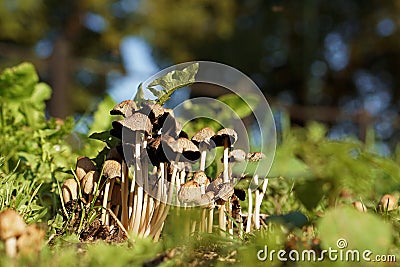 Cluster Of Small Thin-Stalked Mushrooms Stock Photo
