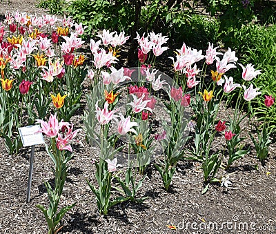 A Cluster of Sparkler Tulips Stock Photo