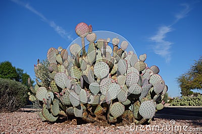 Cluster of Spineless Prickly Pear Cactus Stock Photo