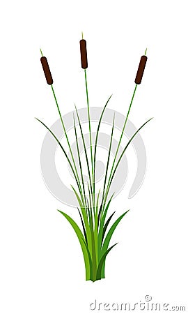 Cluster of three thin reed stalks with leaves plant with grass vector isolated on white background Vector Illustration