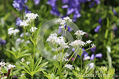 Cluster of tiny white flowers bloom on vine Stock Photo