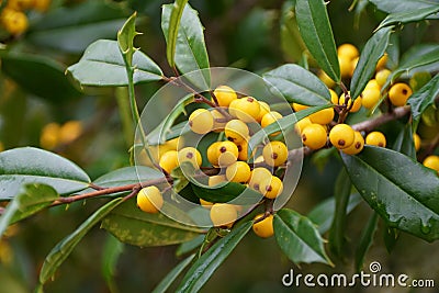 A cluster of tiny yellow fruits of Foster Hybrid Holly tree Stock Photo