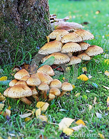 A Cluster of Toadstools Round a Tree Trunk Stock Photo