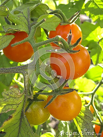 Cluster of tomatoes ripening on the vine in a vegetable garden Stock Photo
