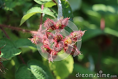 cluster of unripe wineberries covered by glandular hairs Stock Photo
