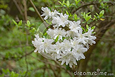 Cluster of White Azalea Wildflowers Stock Photo