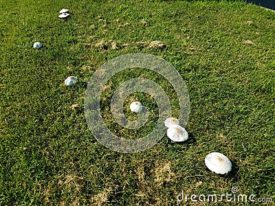 A cluster of white mushrooms in green grass Stock Photo