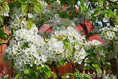 Cluster of white flowers of Harbin pear, Pyrus ussuriensis. Stock Photo