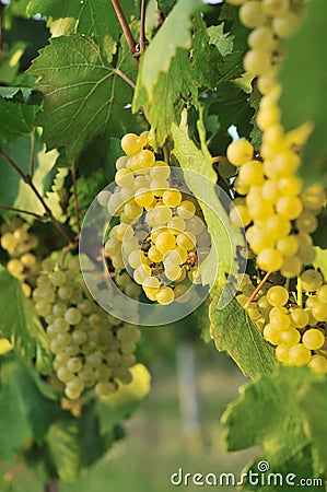 Cluster of white grape Stock Photo