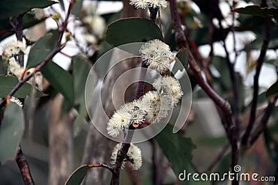 Cluster of white gumtree Angophora hispida flowers Stock Photo