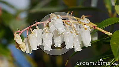 White Pieris Japonica Blossom Stock Photo