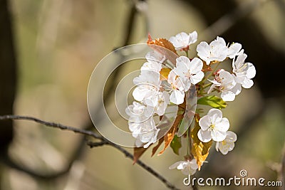 Cluster of White Tree Blossoms - Hawthorn tree Stock Photo