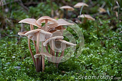 Cluster of wild mushrooms Connopus acervatus growing in the spruce forest. Also known as Gymnopus acervatus. Stock Photo