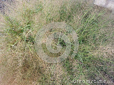 Cluster of wild tiny eragrostis cilianensis grass by the street. Stock Photo