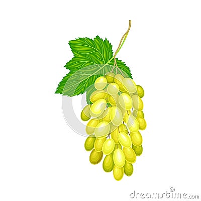 Cluster of Yellow Grape with Ellipsoid Berries Vector Illustration Vector Illustration