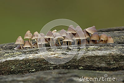 Clustered Bonnet Stock Photo