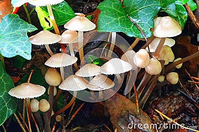 Clustered Bonnet mushrooms in woodland Stock Photo