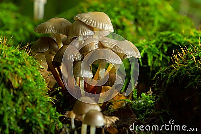 Clustered Bonnet Mycena inclinata growing on a mossy stump Stock Photo