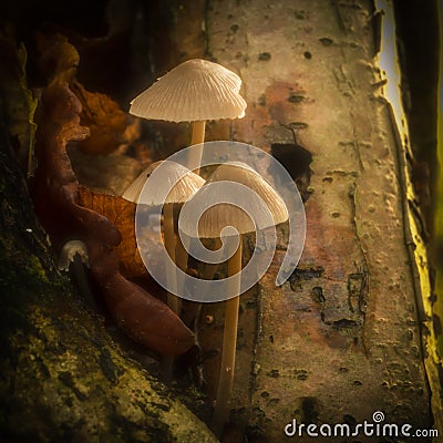 Clustered Bonnet toadstools grow from the trunk of a dying oak tree Stock Photo