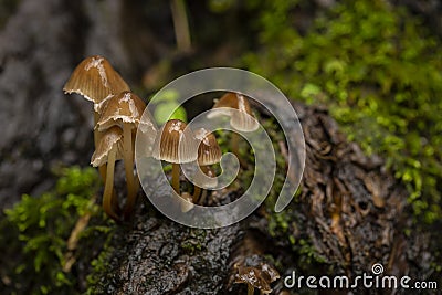 Clustered oak-stump bonnet Mushrooms - Mycena inclinata Stock Photo